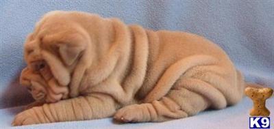 Chinese Shar-Pei Puppies